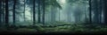 foggy forest with picturesque trees misty foggy forest foggy day Royalty Free Stock Photo