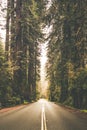 Foggy Forest Road Trip Royalty Free Stock Photo