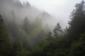 foggy forest with rolling mist, and glimpses of the sky above