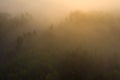 Foggy forest in sunlight aerial view. Misty Forest nature landscape at sunrise top view