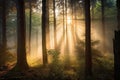 foggy forest at sunrise, with rays of sunlight peeking through the mist Royalty Free Stock Photo