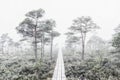 Foggy forest, swamp and neverending road