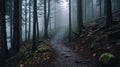 Foggy forest trail