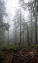 Foggy forest, trail leading up to grouse mountain, north Vancouver Canada
