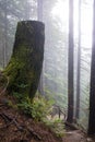 Foggy forest, tree stump hovering over the grouse grind trail in north Vancouver, canada Royalty Free Stock Photo