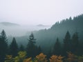 a foggy forest with trees