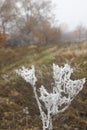 Foggy frosty morning in an autumn field with dried hogweed stalks Royalty Free Stock Photo