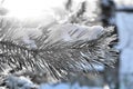 Foggy frosty morning, Christmas evergreen spruce tree with fresh natural snow over winter Royalty Free Stock Photo