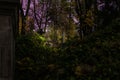 Foggy Graveyard at night. Old Spooky cemetery in moonlight through the trees Royalty Free Stock Photo