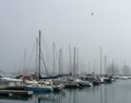 Foggy Harbor