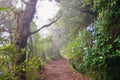 Foggy hiking path in the forest in Levada do Caldeirao Verde Trail, Madeira island, Portugal. Hydrangea, hortensia flowers. Misty Royalty Free Stock Photo