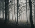 Foggy Irish forest with towering leafless trees and abundant foliage