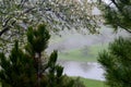 Foggy Japanese Garden Frame Royalty Free Stock Photo