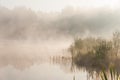 Foggy lake scape and vibrant spring colors in trees at dawn Royalty Free Stock Photo