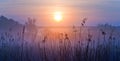 Foggy Landscape. Early Morning on a meadow. Shallow depth of field