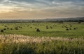 Foggy Landscape.Early Morning Mist. background of the sun Royalty Free Stock Photo