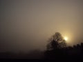 Tree in the fog. England, UK. Royalty Free Stock Photo