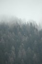 Foggy landscape. Firs tree tops in coniferous forest in the mist in winter.