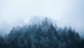 Foggy landscape. Firs tree tops in coniferous forest in the mist in winter.