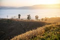 Foggy landscape forest in the morning beautiful sunrise mist cover mountain background at countryside winter Royalty Free Stock Photo