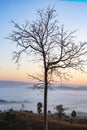 Foggy landscape forest in the morning beautiful sunrise mist cover mountain background with tree at countryside winter Royalty Free Stock Photo