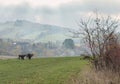 foggy landscape of Lower Silesia, the gluszyca area Royalty Free Stock Photo