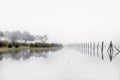 Foggy landscape in Marshes of DoÃÂ±ana National Park. Huelva, Spain. Wood in water.