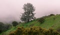 Foggy Landscape of Northern California Royalty Free Stock Photo