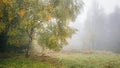 Foggy landscape with silver birch tree at autumn season Royalty Free Stock Photo