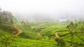 Landscape with tea plantation near Ella in Sri Lanka