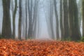 Foggy lane Royalty Free Stock Photo