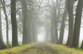 Foggy lane Royalty Free Stock Photo