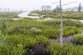 Foggy Marsh off Raquette Lake Royalty Free Stock Photo