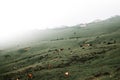 Foggy meadow landscape with grazing cow near village. Nature landscape in mountains. Royalty Free Stock Photo