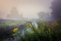 Foggy Meadow in the Lublin region. Royalty Free Stock Photo