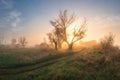 Foggy meadow with trees00 in sunny morning at sunrise. Spring nature landscape with trees on green meadow Royalty Free Stock Photo