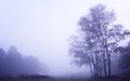 Foggy misty Autumn forest landscape at dawn