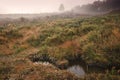 Foggy misty Autumn forest landscape at dawn