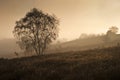 Foggy misty Autumn forest landscape at dawn