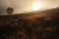 Foggy misty Autumn forest landscape at dawn