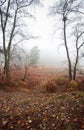 Foggy misty Autumn forest landscape at dawn Royalty Free Stock Photo