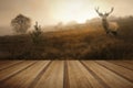 Foggy misty Autumn forest landscape at dawn with red deer stag w