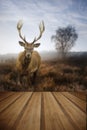 Foggy misty Autumn forest landscape at dawn with red deer stag w