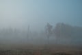 Foggy, misty morning in autumn forest with birch trees with golden, green foliage, grass. Fog, mist in the field. Russia Royalty Free Stock Photo