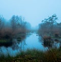 Foggy moor landscape