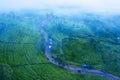 Foggy morning above tea plantation and a road Royalty Free Stock Photo