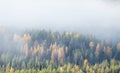 Foggy morning during autumn foliage at colorful taiga forest in Northern Finland Royalty Free Stock Photo