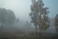 Foggy morning in autumn forest with birch trees with golden, green foliage, grass. Mist in field. Russian nature Royalty Free Stock Photo