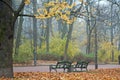 Foggy morning in autumn park