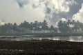 Foggy morning at the backwaters or swamps in the jungles